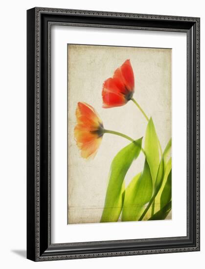 Garden Tulips-Judy Stalus-Framed Art Print