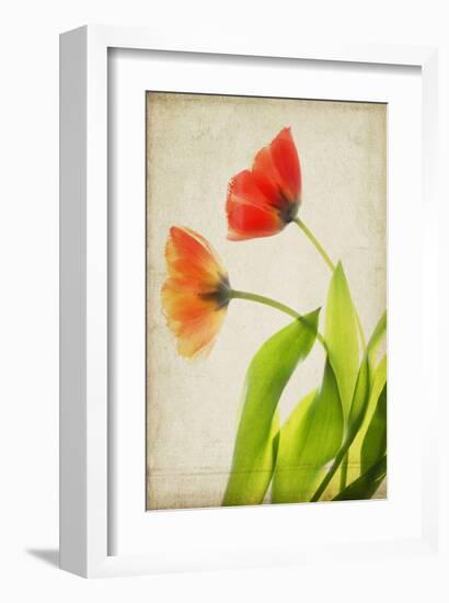 Garden Tulips-Judy Stalus-Framed Art Print