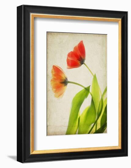Garden Tulips-Judy Stalus-Framed Art Print
