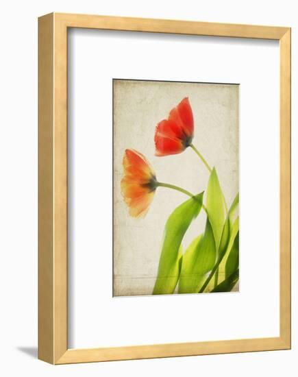 Garden Tulips-Judy Stalus-Framed Art Print