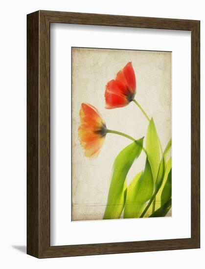 Garden Tulips-Judy Stalus-Framed Art Print