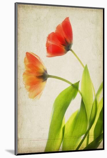 Garden Tulips-Judy Stalus-Mounted Art Print