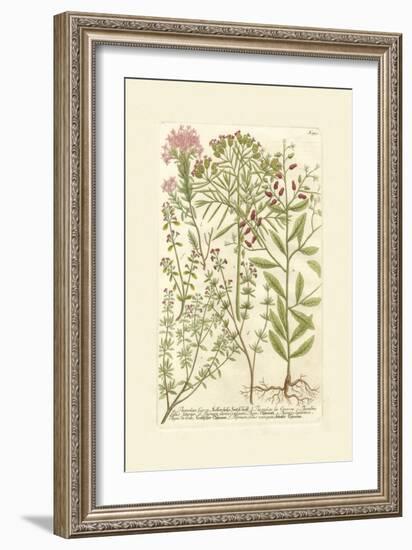 Garden Varietals I-Johann Wilhelm Weinmann-Framed Art Print