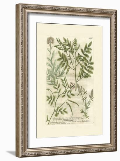 Garden Varietals II-Johann Wilhelm Weinmann-Framed Art Print