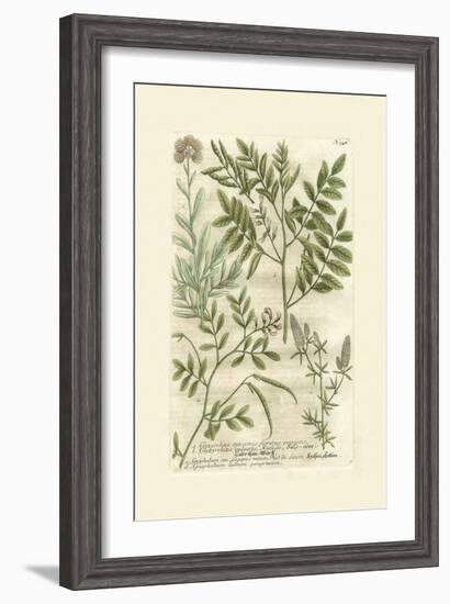 Garden Varietals II-Johann Wilhelm Weinmann-Framed Art Print