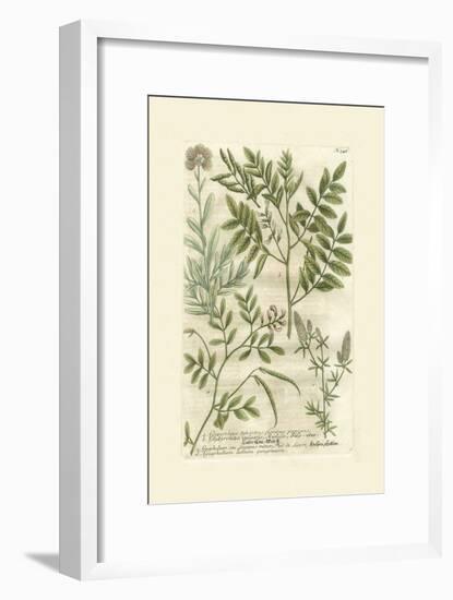 Garden Varietals II-Johann Wilhelm Weinmann-Framed Art Print