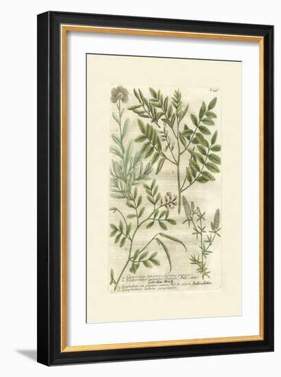 Garden Varietals II-Johann Wilhelm Weinmann-Framed Art Print