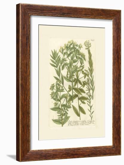 Garden Varietals V-Johann Wilhelm Weinmann-Framed Art Print