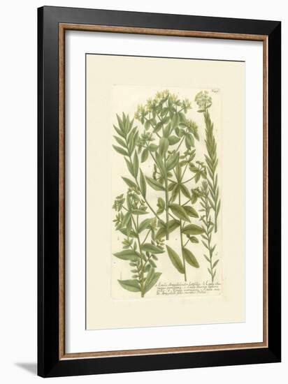 Garden Varietals V-Johann Wilhelm Weinmann-Framed Art Print