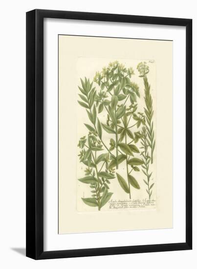 Garden Varietals V-Johann Wilhelm Weinmann-Framed Art Print