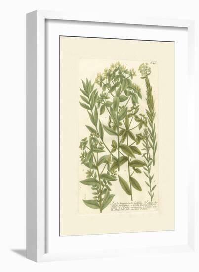 Garden Varietals V-Johann Wilhelm Weinmann-Framed Art Print