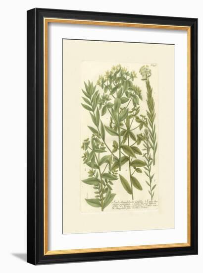 Garden Varietals V-Johann Wilhelm Weinmann-Framed Art Print