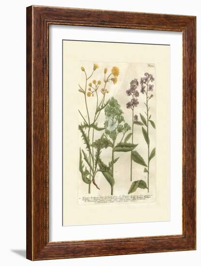 Garden Varietals VI-Johann Wilhelm Weinmann-Framed Art Print