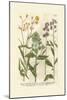 Garden Varietals VI-Johann Wilhelm Weinmann-Mounted Art Print