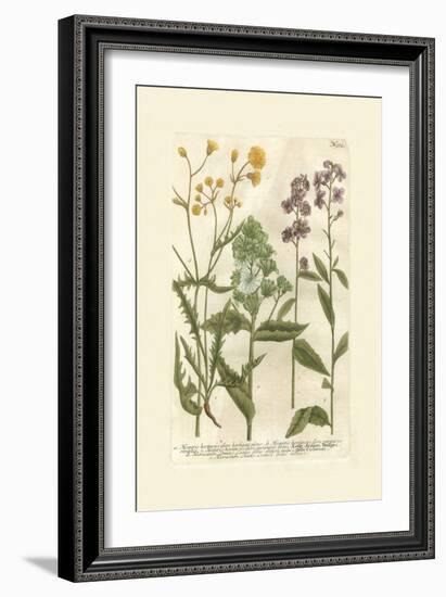 Garden Varietals VI-Johann Wilhelm Weinmann-Framed Art Print