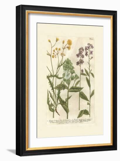 Garden Varietals VI-Johann Wilhelm Weinmann-Framed Art Print