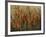 Garden View-Tim O'toole-Framed Giclee Print