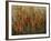 Garden View-Tim O'toole-Framed Giclee Print