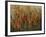 Garden View-Tim O'toole-Framed Giclee Print