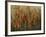 Garden View-Tim O'toole-Framed Giclee Print