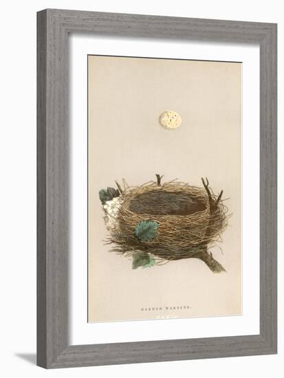 Garden Warbler Egg and Nest-null-Framed Art Print