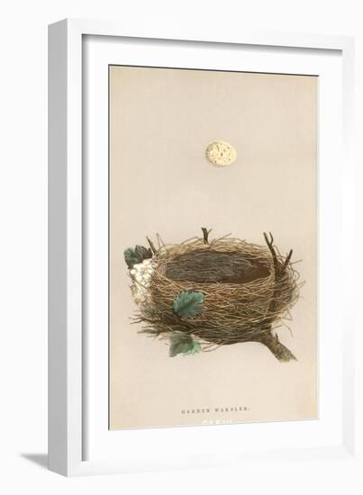 Garden Warbler Egg and Nest-null-Framed Art Print