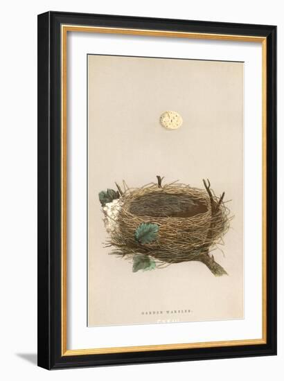 Garden Warbler Egg and Nest-null-Framed Art Print