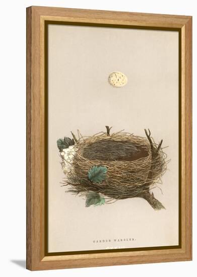 Garden Warbler Egg and Nest-null-Framed Stretched Canvas