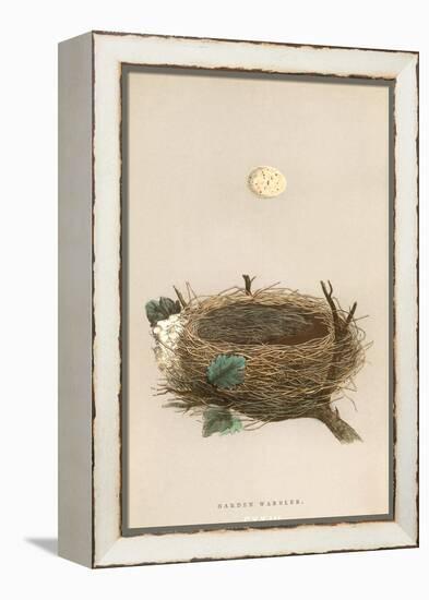 Garden Warbler Egg and Nest-null-Framed Stretched Canvas