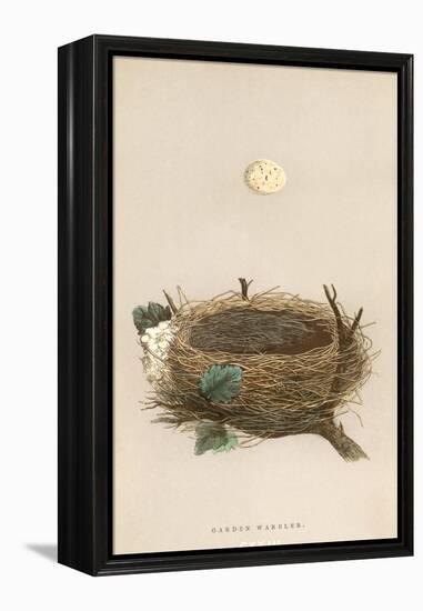 Garden Warbler Egg and Nest-null-Framed Stretched Canvas