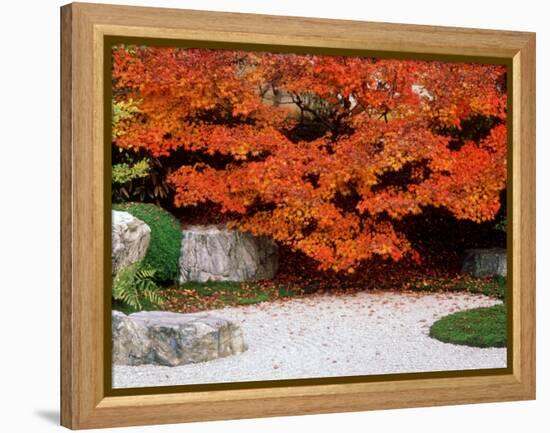 Garden with Autumn Leaves at Tenjuan, Nanzen-Ji Temple, Kyoto, Japan-null-Framed Premier Image Canvas