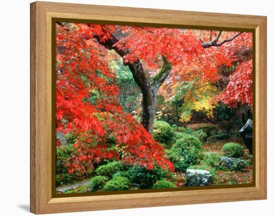 Garden with Maple Trees in Enkouin Temple, Autumn, Kyoto, Japan-null-Framed Premier Image Canvas