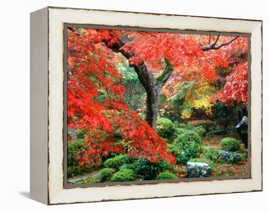 Garden with Maple Trees in Enkouin Temple, Autumn, Kyoto, Japan-null-Framed Premier Image Canvas