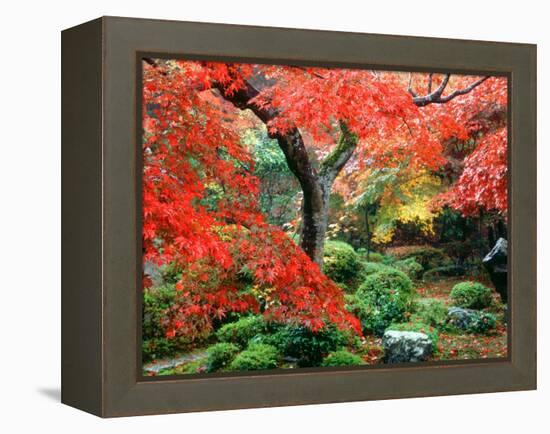 Garden with Maple Trees in Enkouin Temple, Autumn, Kyoto, Japan-null-Framed Premier Image Canvas