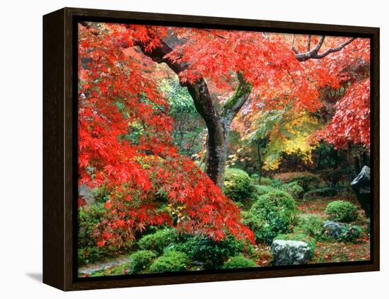 Garden with Maple Trees in Enkouin Temple, Autumn, Kyoto, Japan-null-Framed Premier Image Canvas