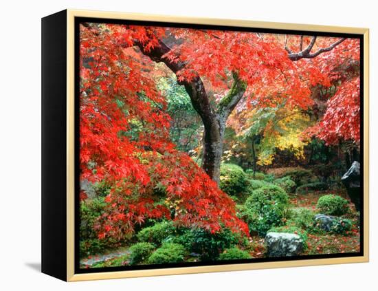 Garden with Maple Trees in Enkouin Temple, Autumn, Kyoto, Japan-null-Framed Premier Image Canvas