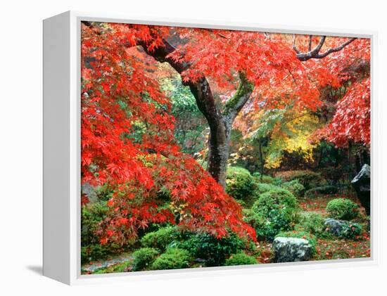 Garden with Maple Trees in Enkouin Temple, Autumn, Kyoto, Japan-null-Framed Premier Image Canvas