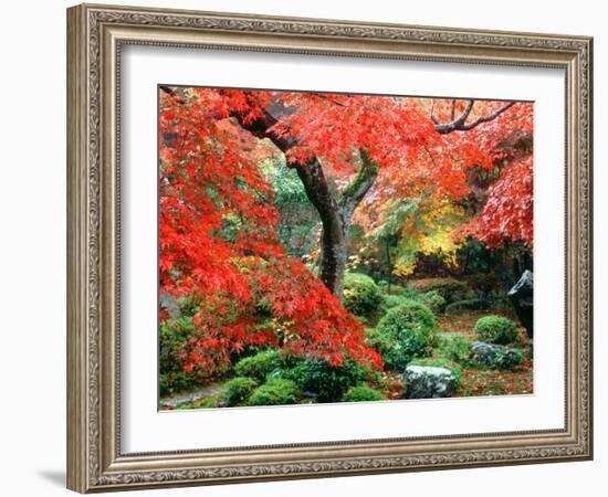 Garden with Maple Trees in Enkouin Temple, Autumn, Kyoto, Japan-null-Framed Photographic Print