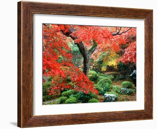 Garden with Maple Trees in Enkouin Temple, Autumn, Kyoto, Japan-null-Framed Photographic Print