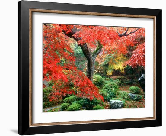 Garden with Maple Trees in Enkouin Temple, Autumn, Kyoto, Japan-null-Framed Photographic Print