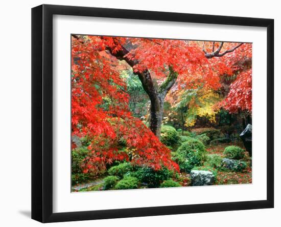 Garden with Maple Trees in Enkouin Temple, Autumn, Kyoto, Japan-null-Framed Photographic Print