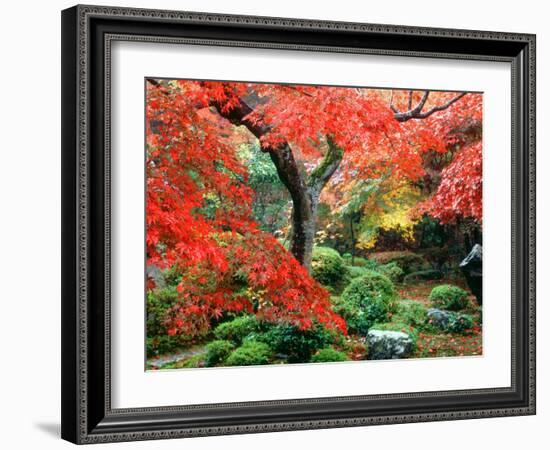 Garden with Maple Trees in Enkouin Temple, Autumn, Kyoto, Japan-null-Framed Photographic Print