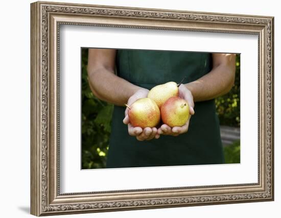 Garden, Woman, Garden-Apron, Detail, Hands, Pears, Kind "Trout", Harvested, Picked, Presents-Nora Frei-Framed Photographic Print