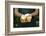 Garden, Woman, Garden-Apron, Detail, Hands, Pears, Kind "Trout", Harvested, Picked, Presents-Nora Frei-Framed Photographic Print