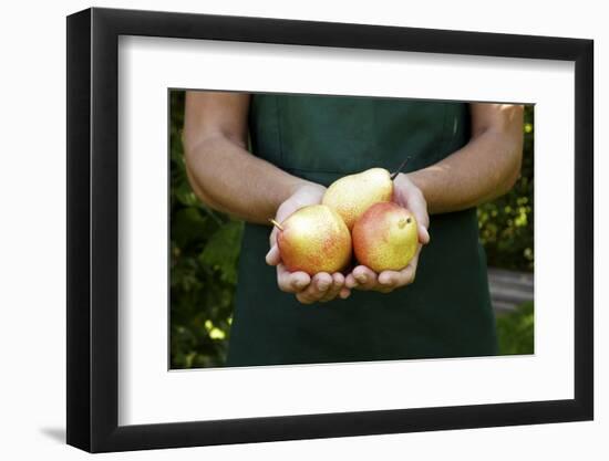 Garden, Woman, Garden-Apron, Detail, Hands, Pears, Kind "Trout", Harvested, Picked, Presents-Nora Frei-Framed Photographic Print