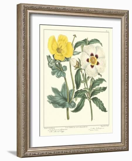 Gardener's Delight III-Sydenham Teast Edwards-Framed Art Print