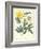 Gardener's Delight III-Sydenham Teast Edwards-Framed Art Print