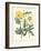 Gardener's Delight III-Sydenham Teast Edwards-Framed Art Print
