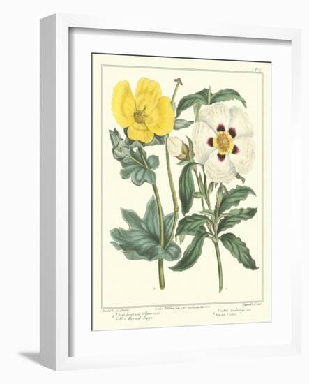 Gardener's Delight III-Sydenham Teast Edwards-Framed Art Print