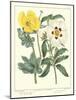 Gardener's Delight III-Sydenham Teast Edwards-Mounted Art Print